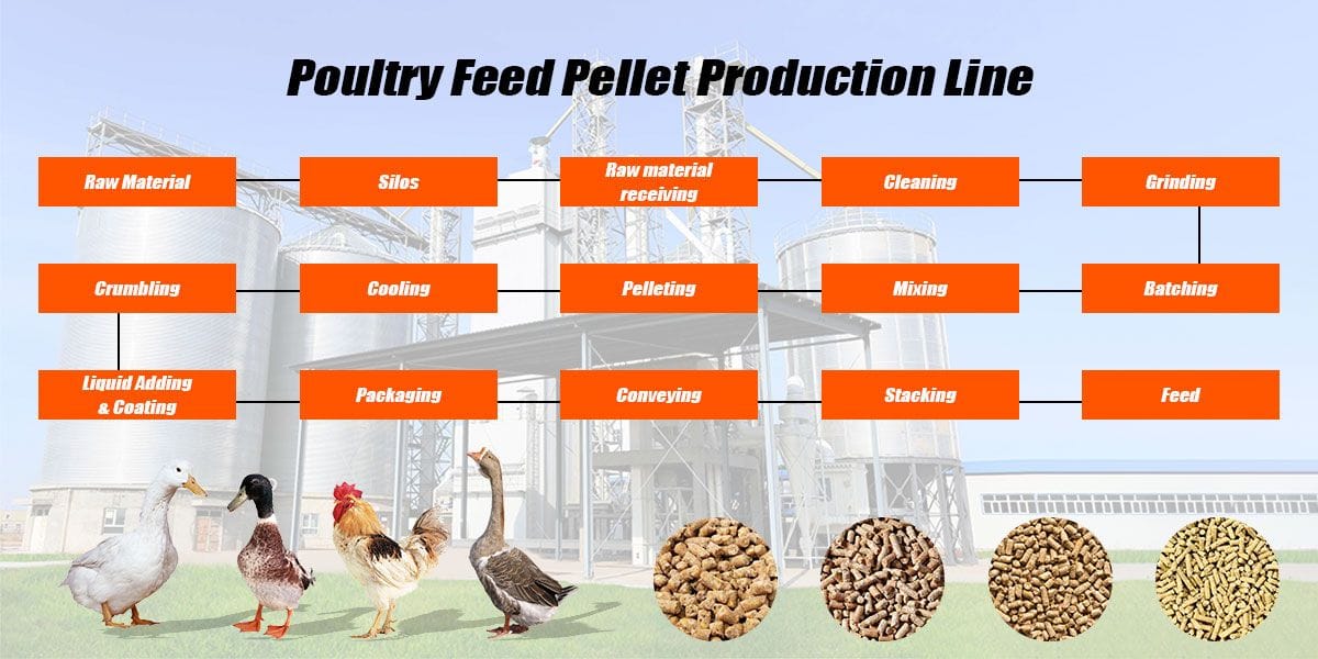 How to make poultry feed pellets with complete poultry feed pellet machine line