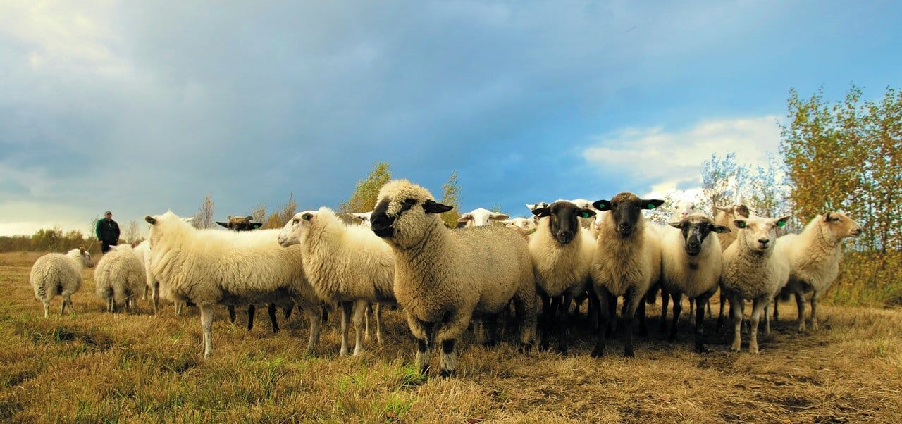 How to design sheep and goat feed formula