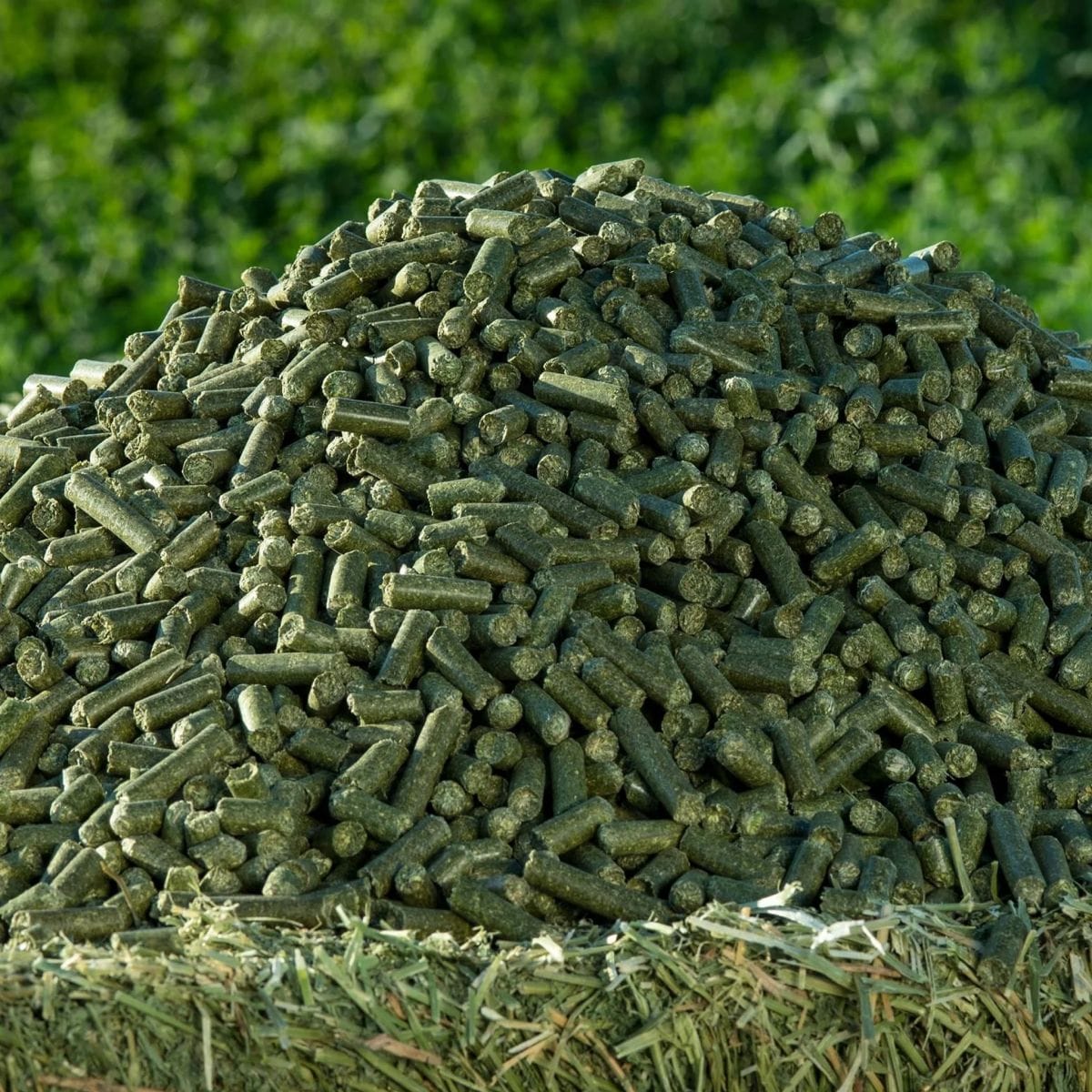 Why use alfalfa pellet making machine to process alfalfa pellet