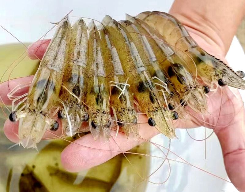 Animal Feed Pellet Production Line for shrimp