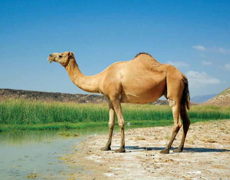 Camel