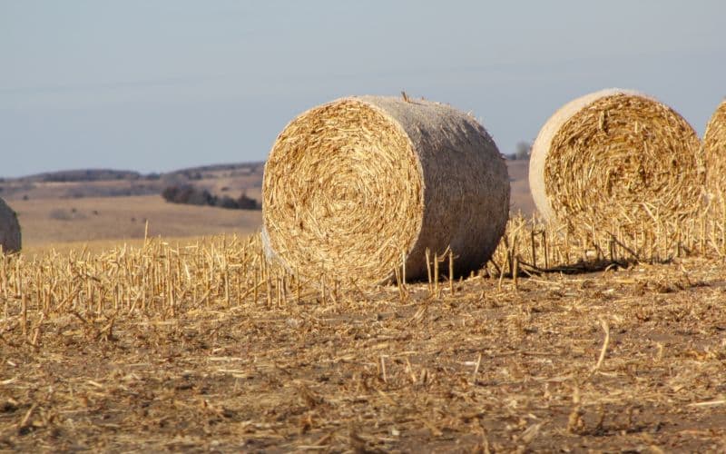 dry raw materials for biomass pellets forming