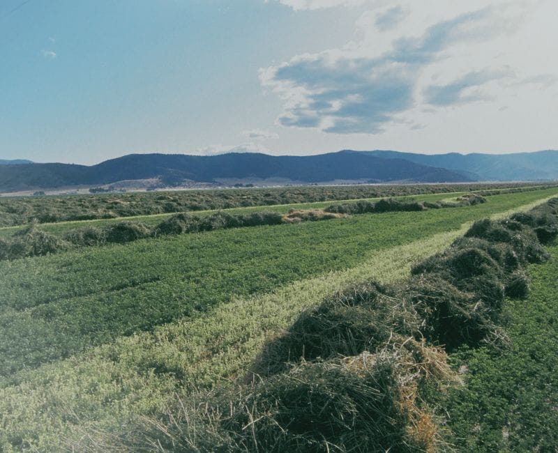 fresh alfalfa