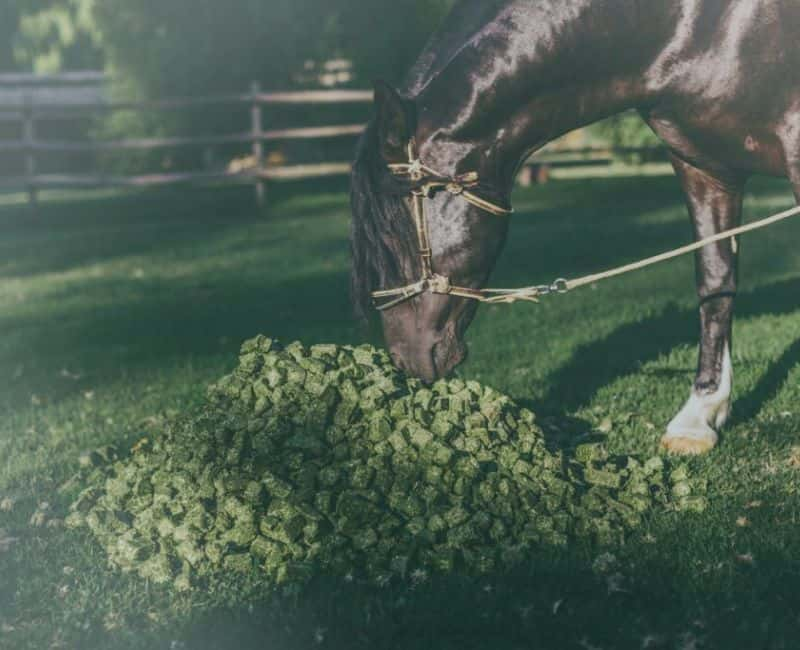 alfalfa pellets for horse