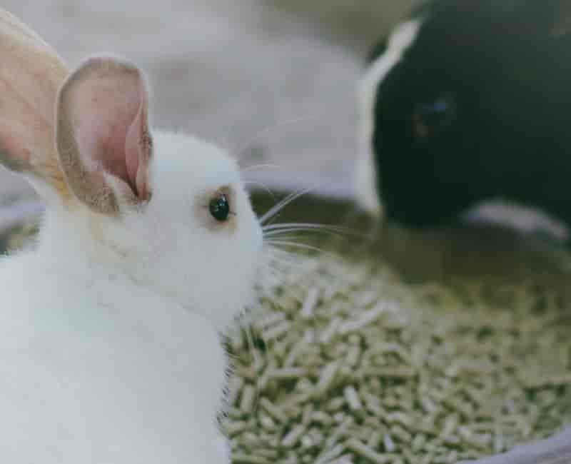 alfalfa pellets for rabbit