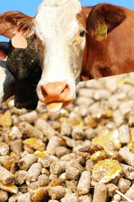 extruded livestock feed