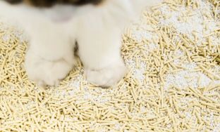 starch cat litter factory solution