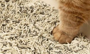 tofu cat litter pellet production line solution