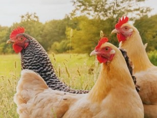 chicken feed pellet production line