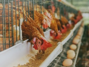 layer hen feed production line