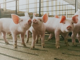 pig feed pellet production line