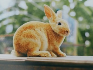 rabbit feed pellet production line