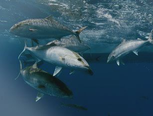 Amberjack feed production line