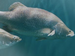 Barramundi feed production line