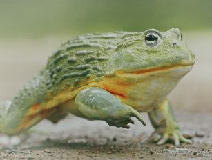 Bullfrog feed production line