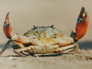 Crab feed production line