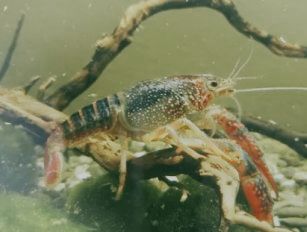 Crayfish feed production line