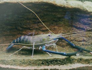 Giant river prawn feed production line