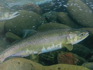 salmon feed production line