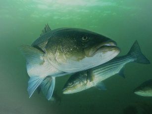 Striped bass feed production line