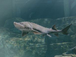 Sturgeon feed production line