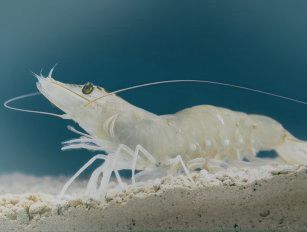 Whiteleg shrimp feed production line