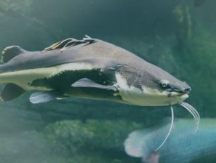 Catfish feed production line