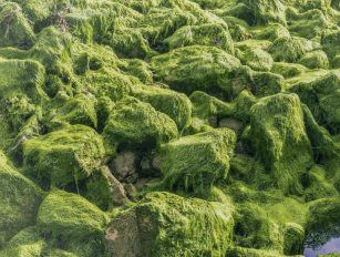 algae pellet production line