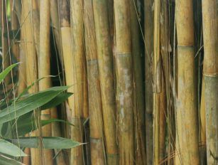 bamboo pellet production line