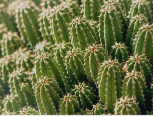 cactus pellet production line