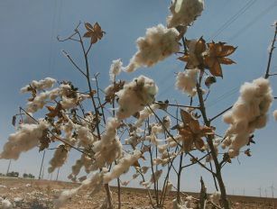 cotton stalk pellet production line