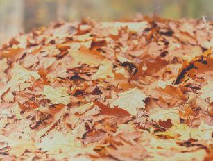 leaf pellet production line