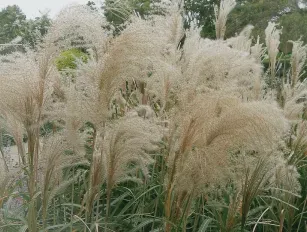 Miscanthus pellet production line