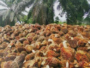 palm waste pellet production line