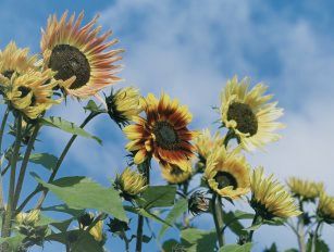 sunflower husk pellet production line