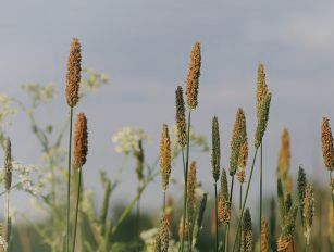 timothy pellet plant