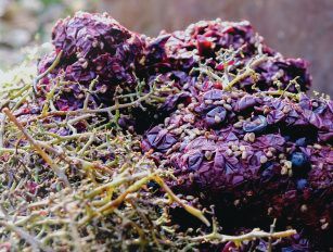 wine waste pellet production line