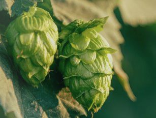 hops pellet production line