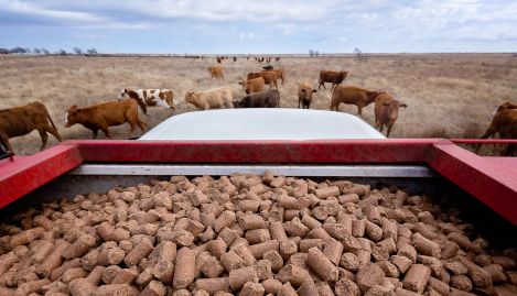 cattle feed production