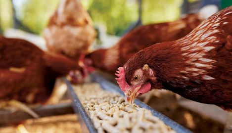 chicken feed production