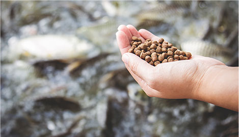 fish feed production